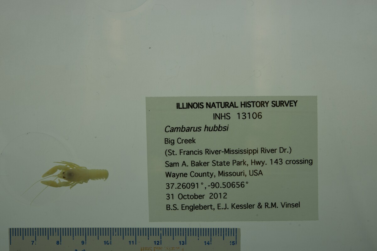 Cambarus hubbsi image